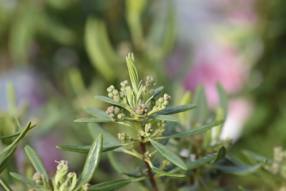 Sheep Laurel Leaves