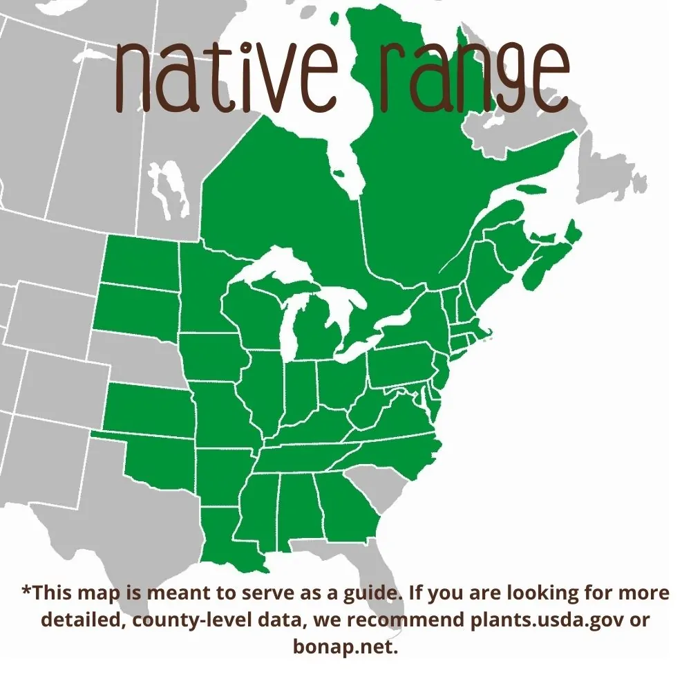 Sugar Maple Range