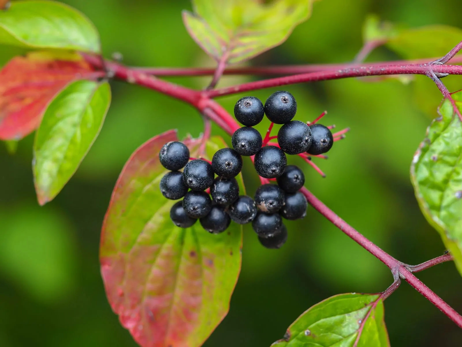 Image of Viburnum lentago