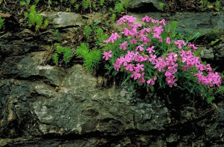 Wild Pink image