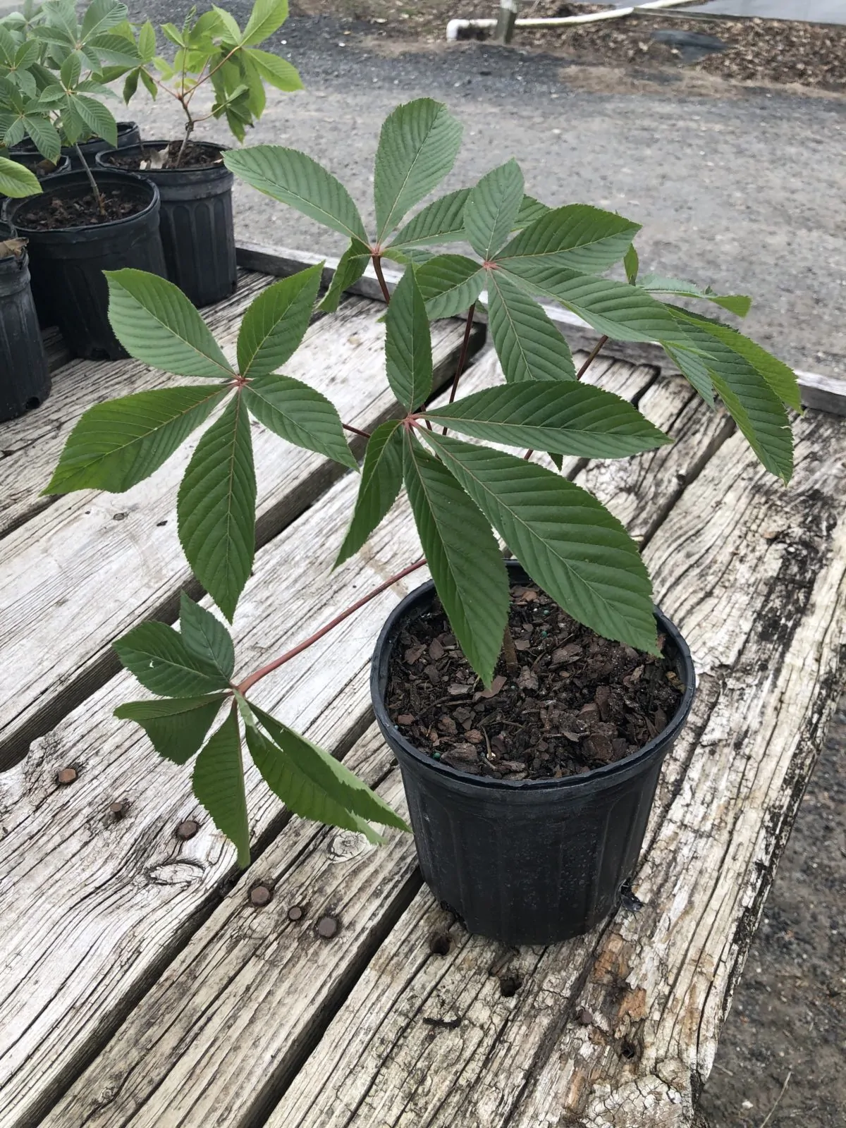 Image of a aesculus pavia pot