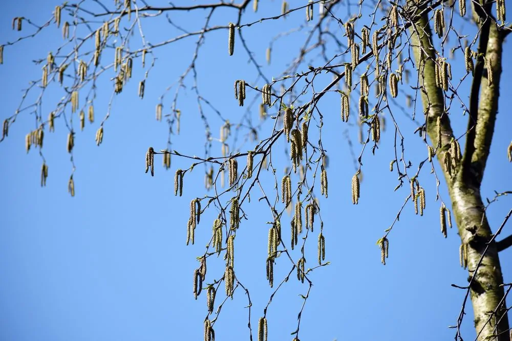 Image of alnus serr