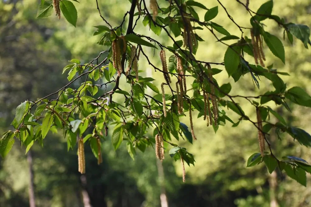 Image of alnus serr