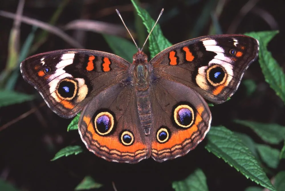 Image of buckeye butterfly