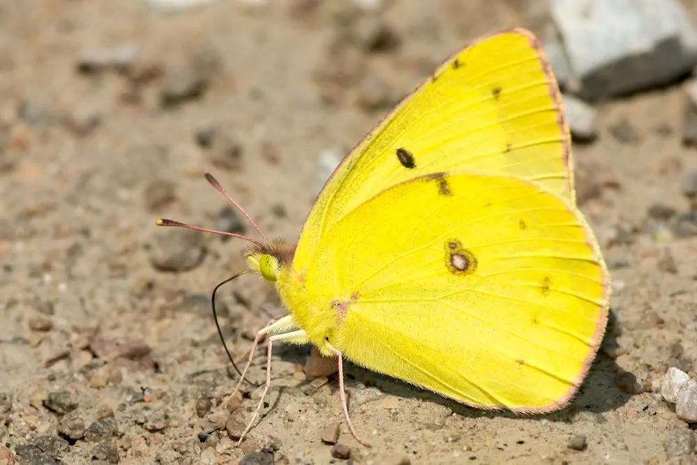 Image of clouded sulphur butterfly