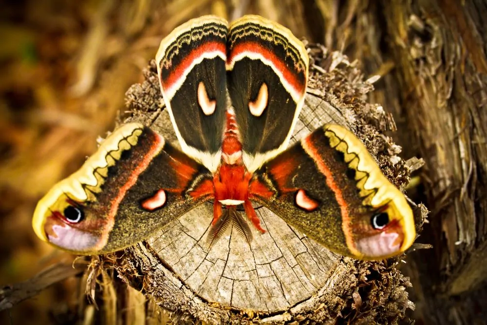 Image of Columbia silkmoth