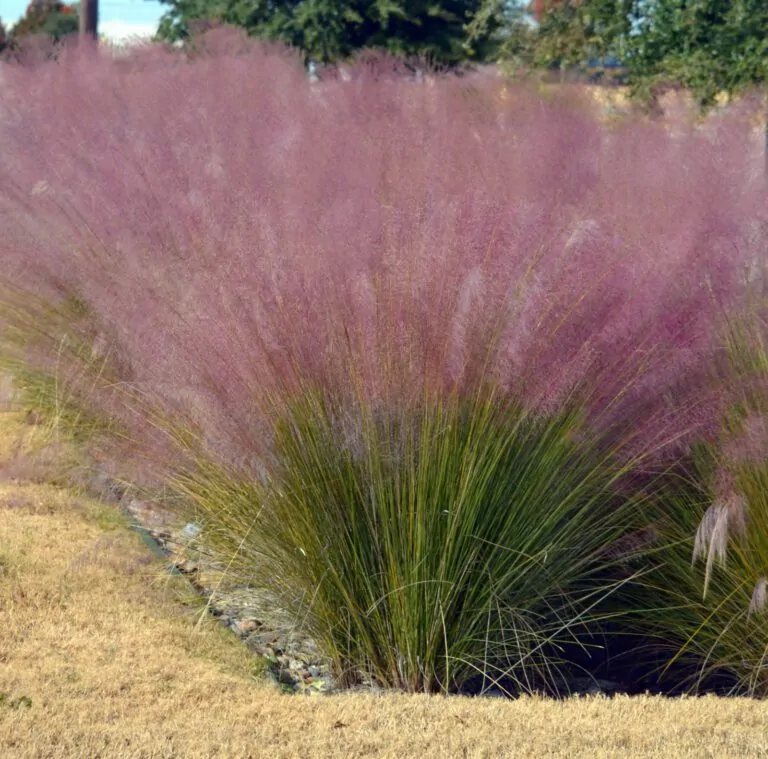 Image of pink muhlygrass