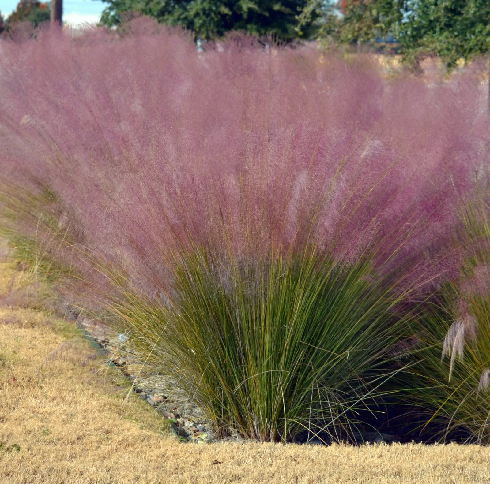 Image of pink muhlygrass