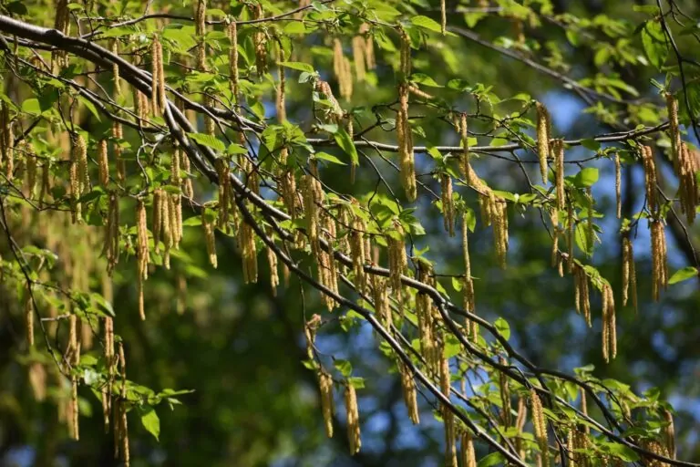 Image of Tag Alder catkins