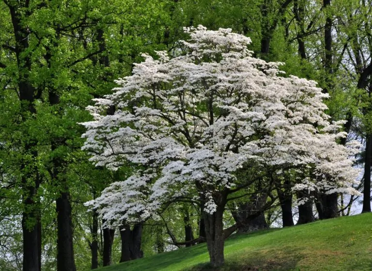 Image of a flowering dogwood