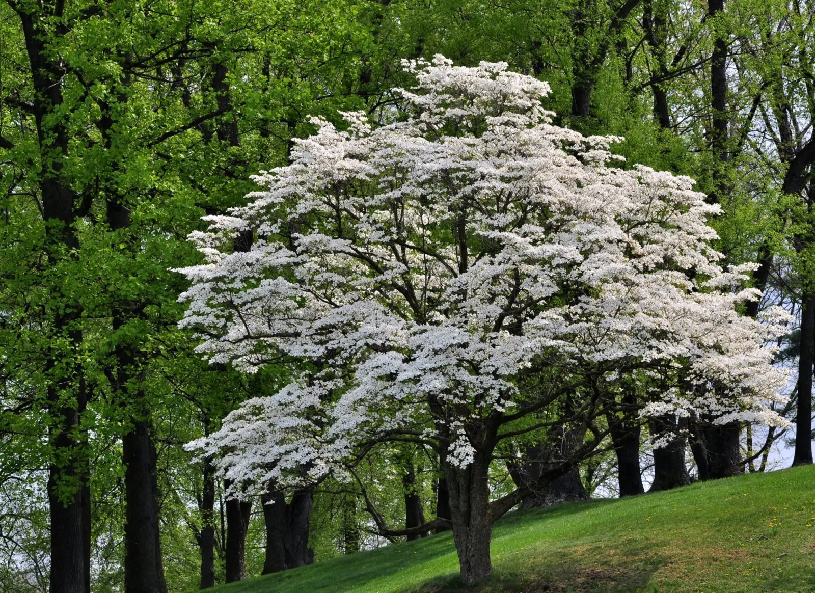 Image of a flowering dogwood