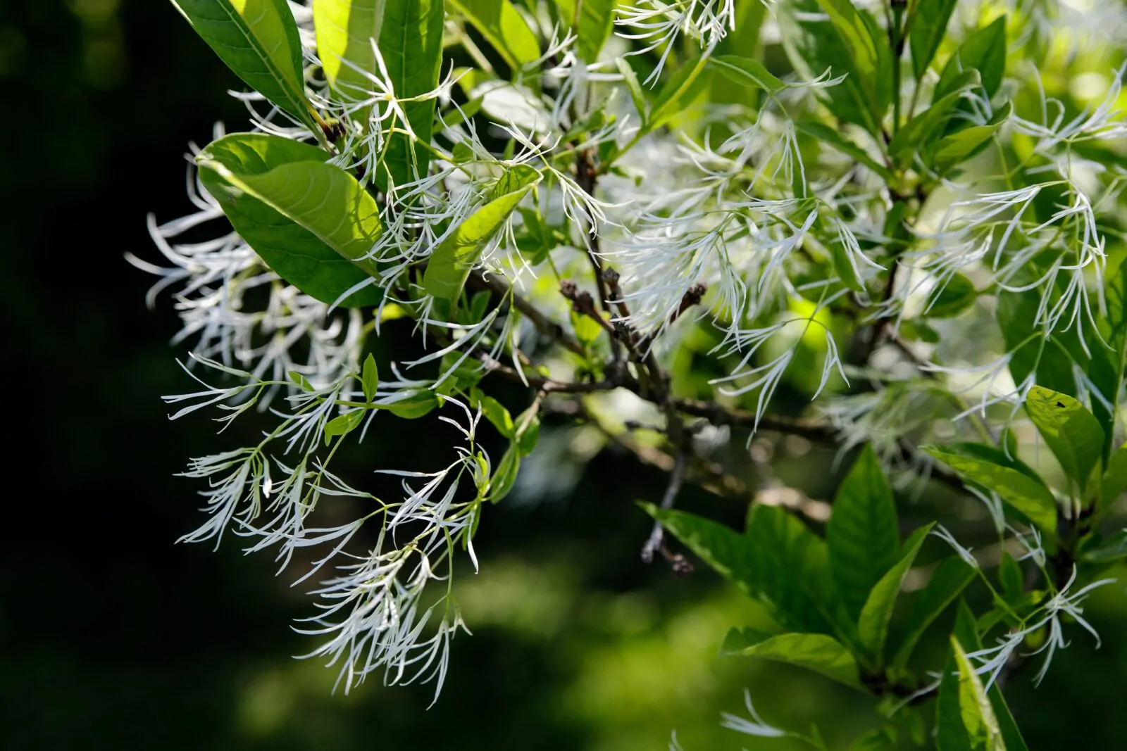 Image of fringe tree