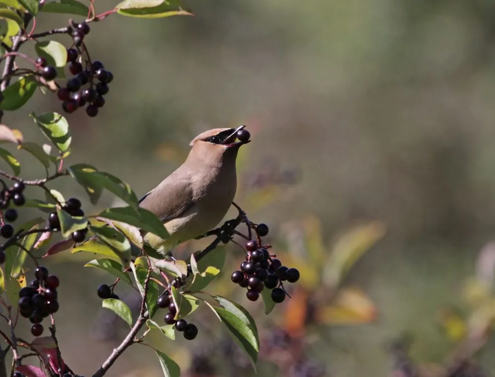 A side profile of a Cedar Waxwing bird with a yellow-tipped tail, perched on a branch.
