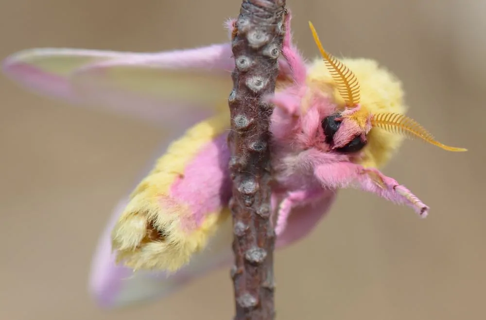 Image of rosy maple moth