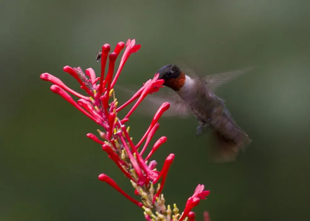 Image of rubythroated hummingbird