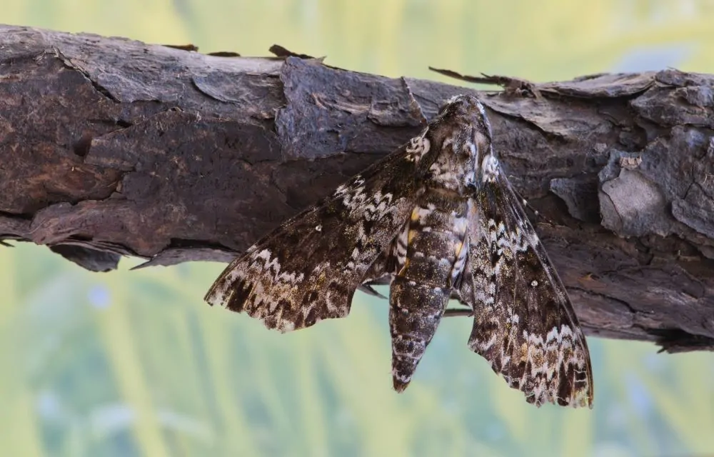 Image of rustic sphinx moth