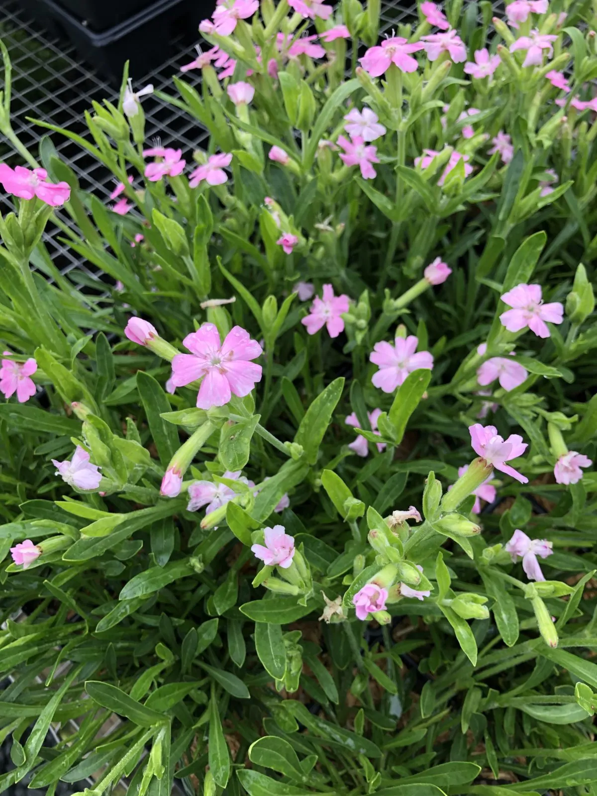 Image of silene caroliniana