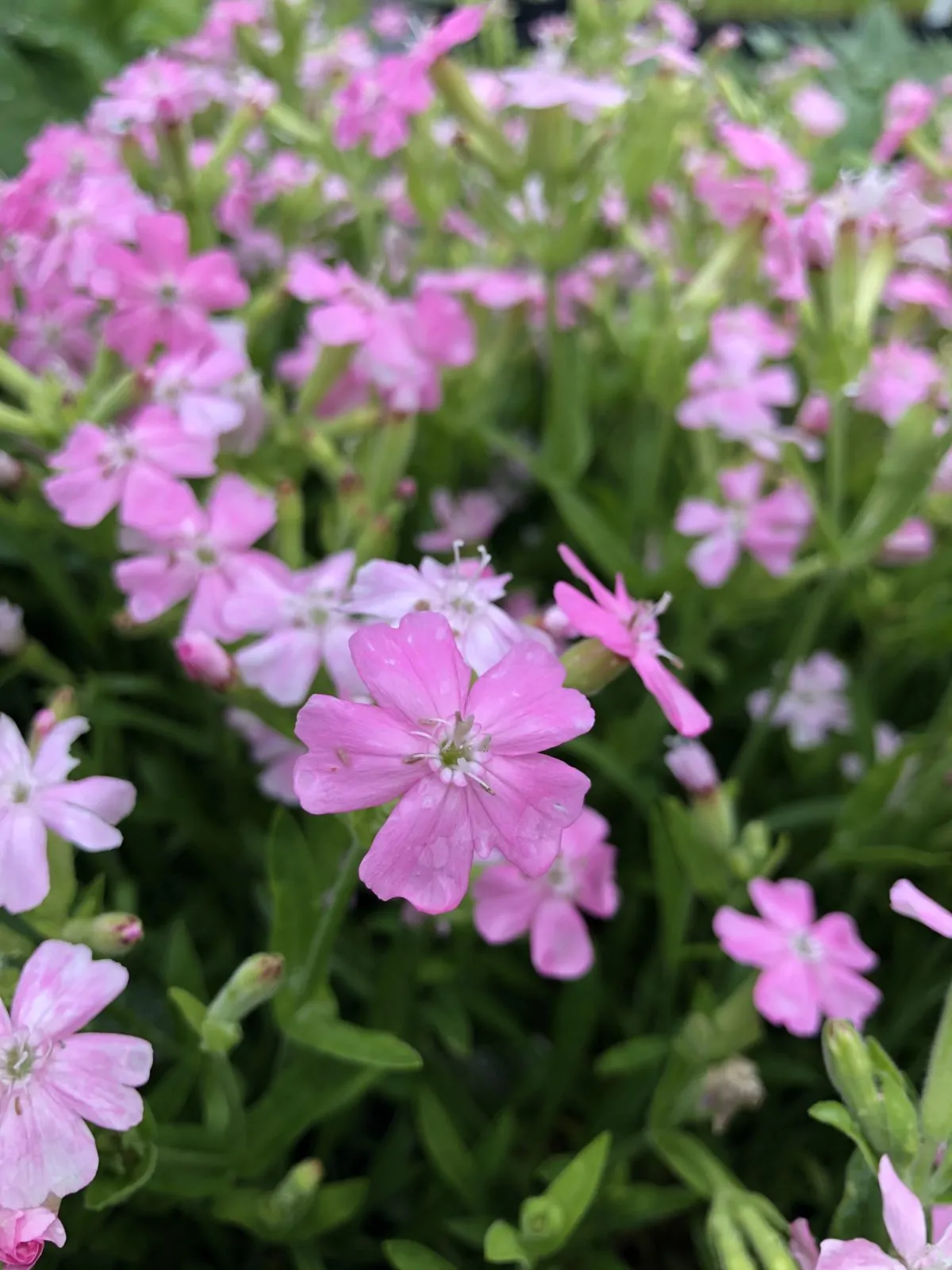 Image of silene caroliniana