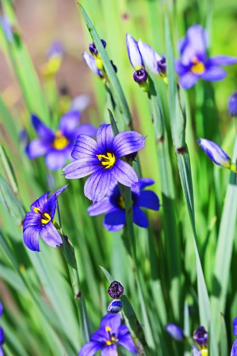 Image of blue false indigo