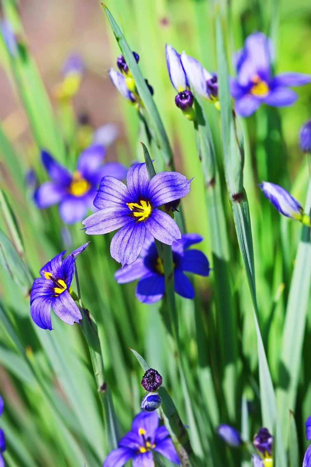 Image of blue false indigo