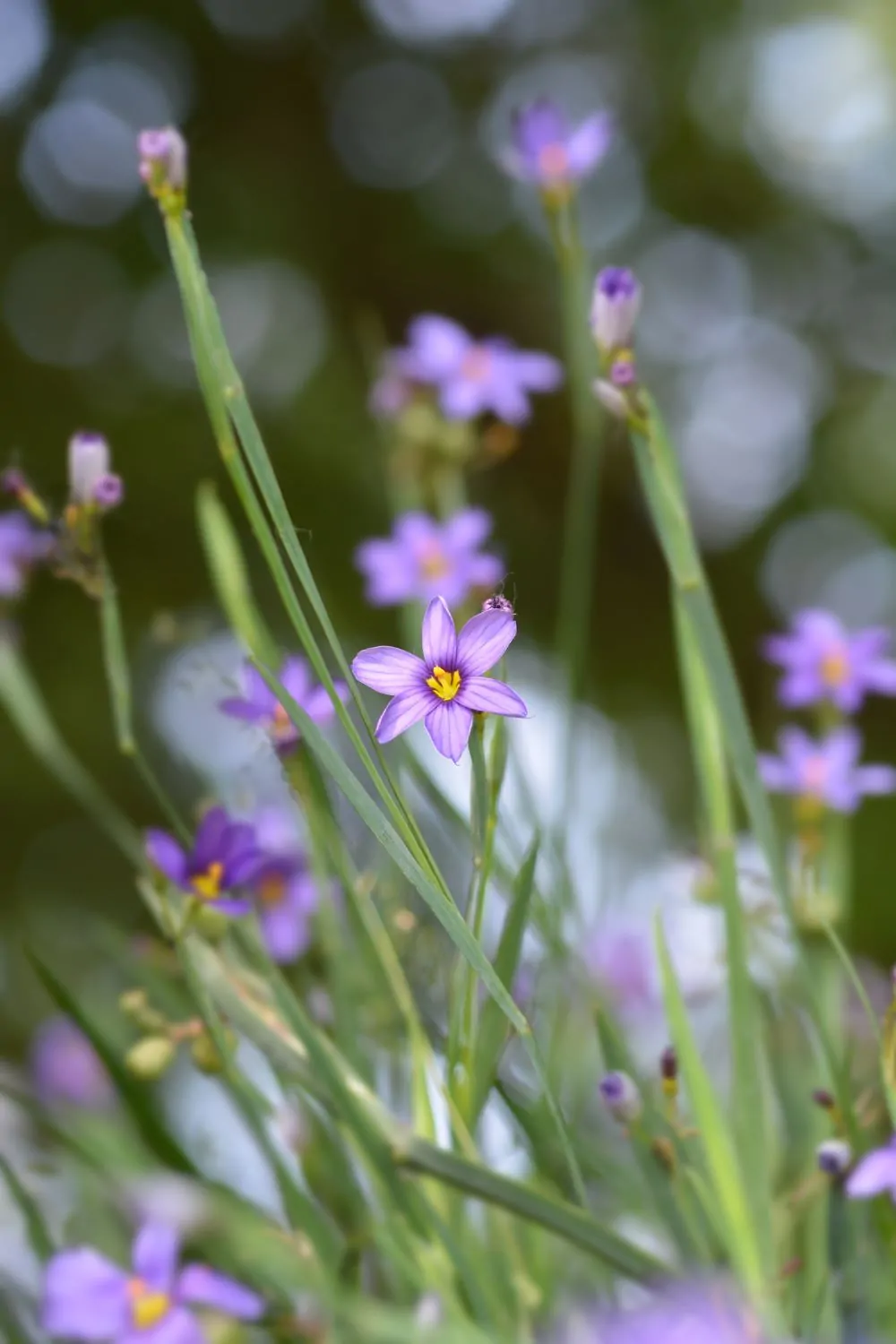 Image of sisyrinchium