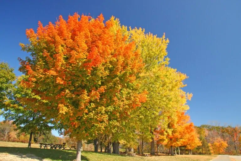 Image of sugar maple