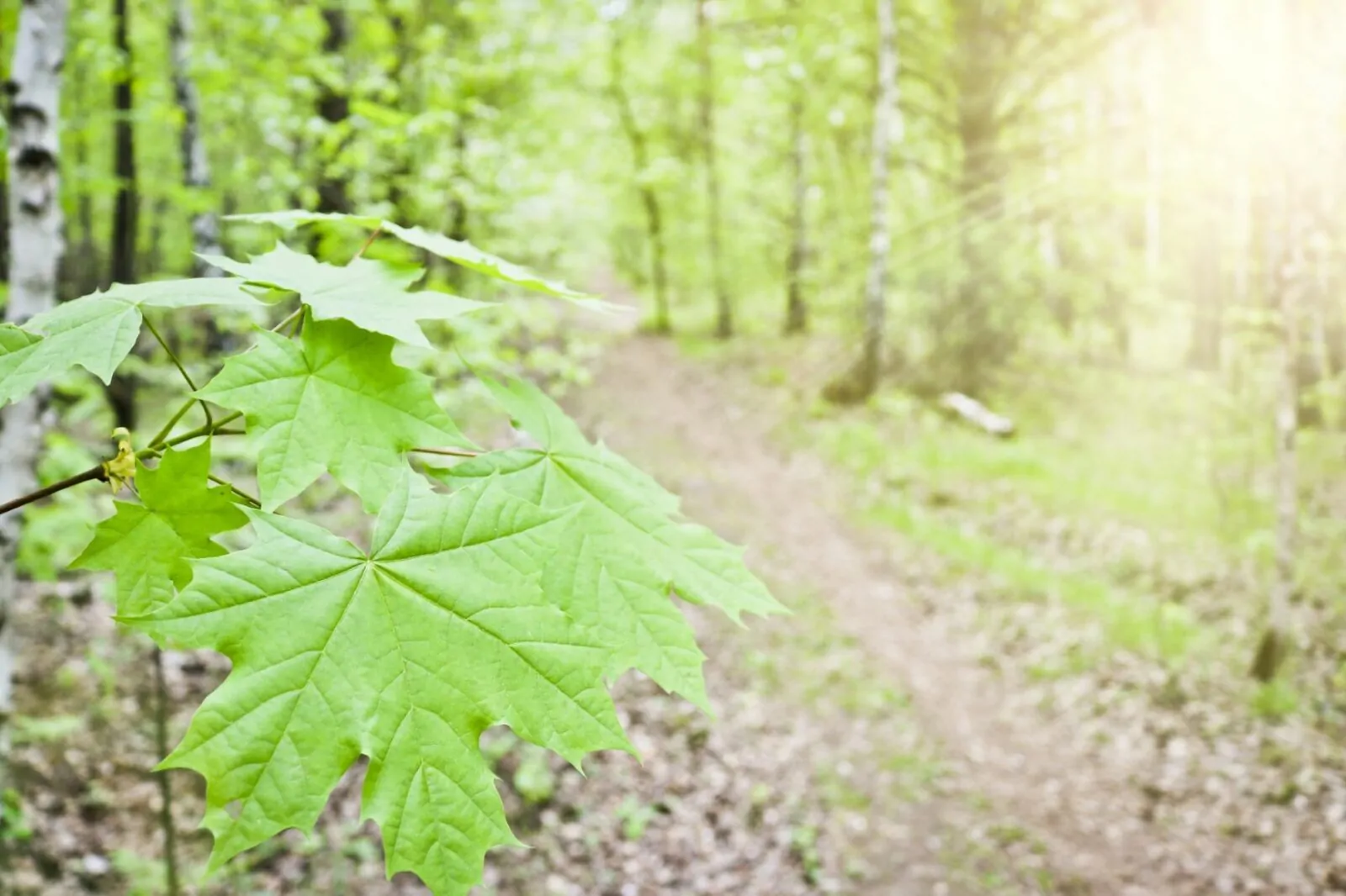 Image of sugar maple