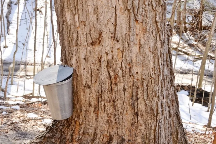 Image of sugar maple