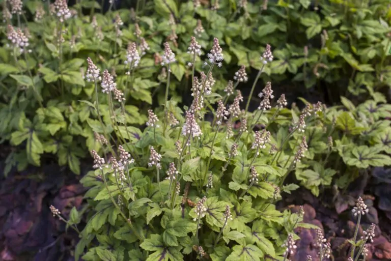 Image of tiarella cordifolia