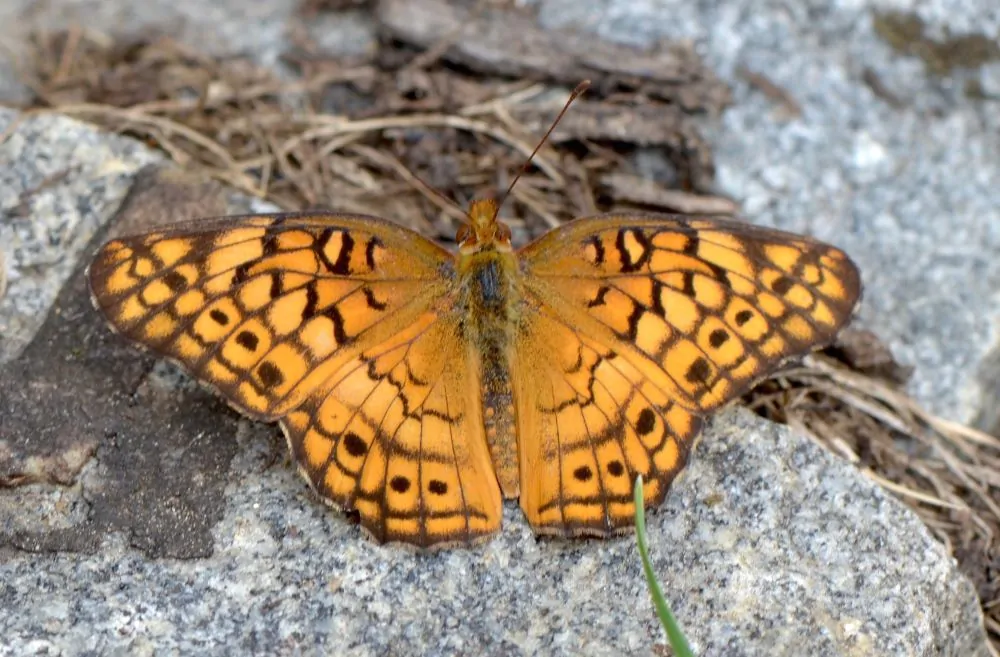 Image of variegated fritillary