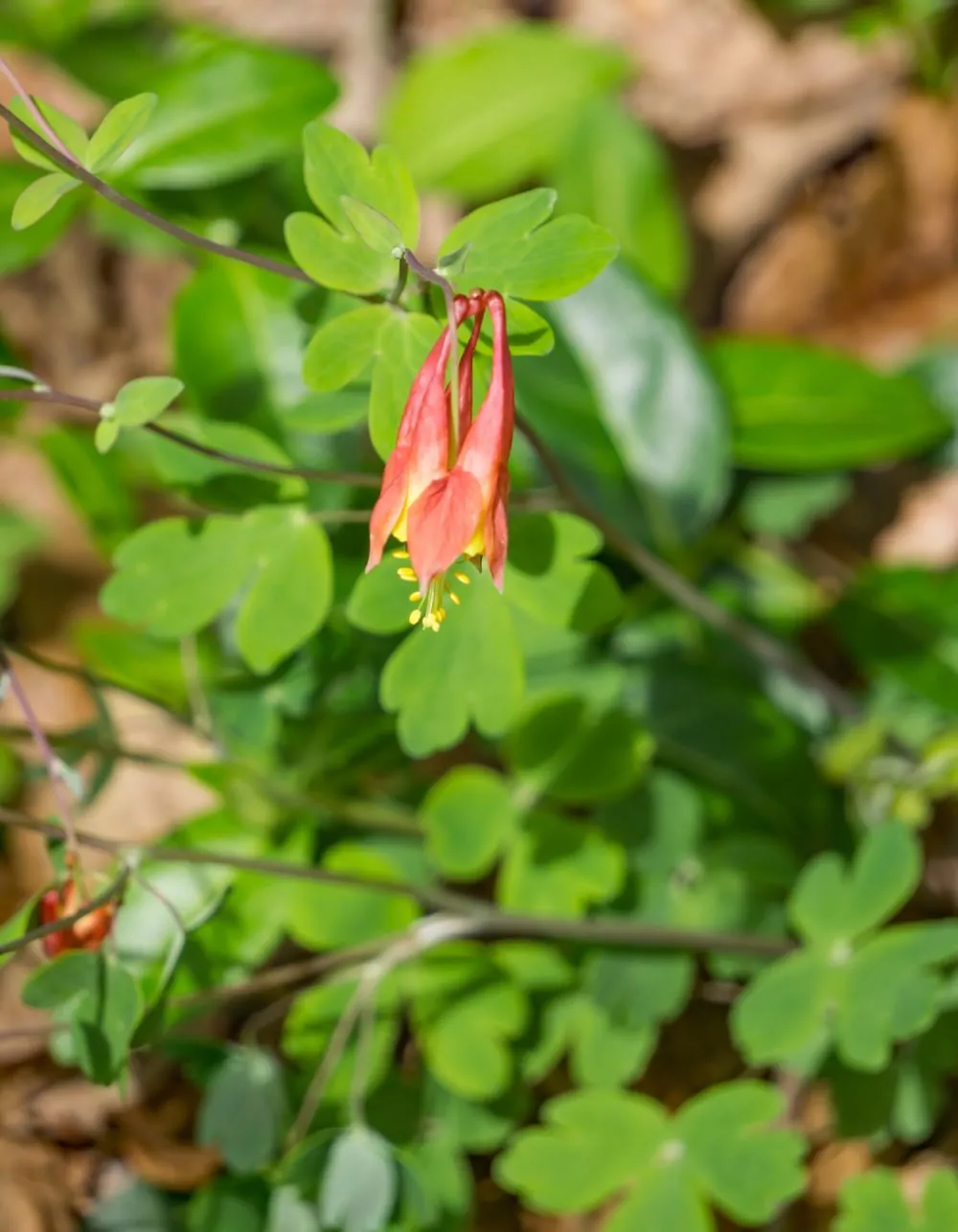 Image of Aquilegia