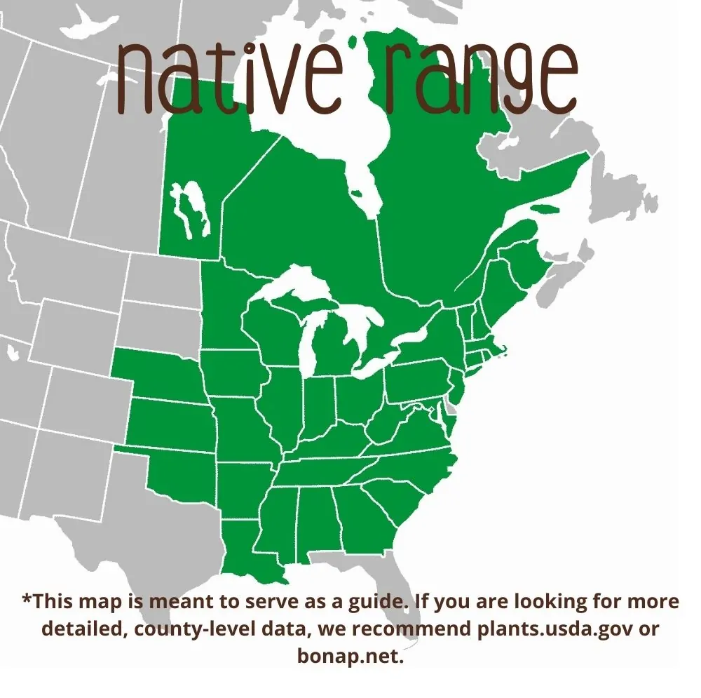 Smooth Aster Range map