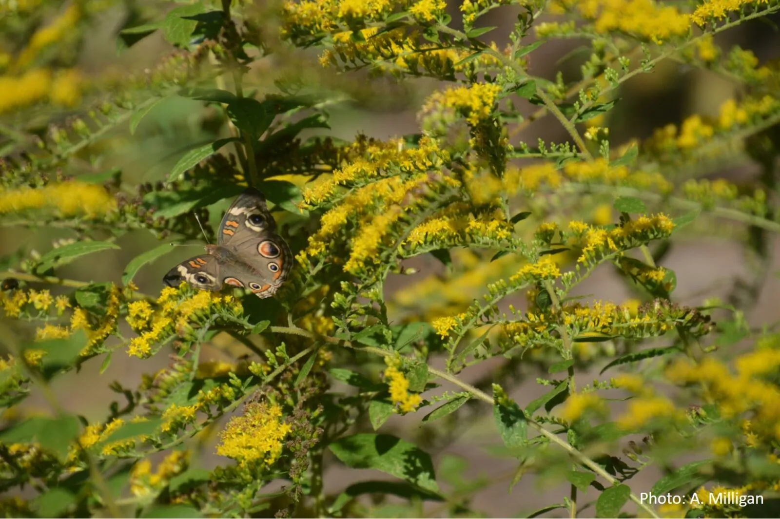 Image of a solidago rugosa butterfly