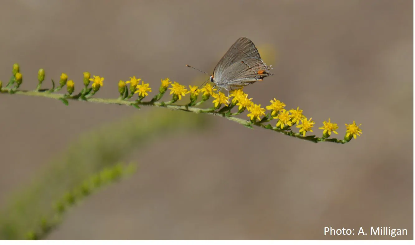 Image of a solidago rugosa hairstreak
