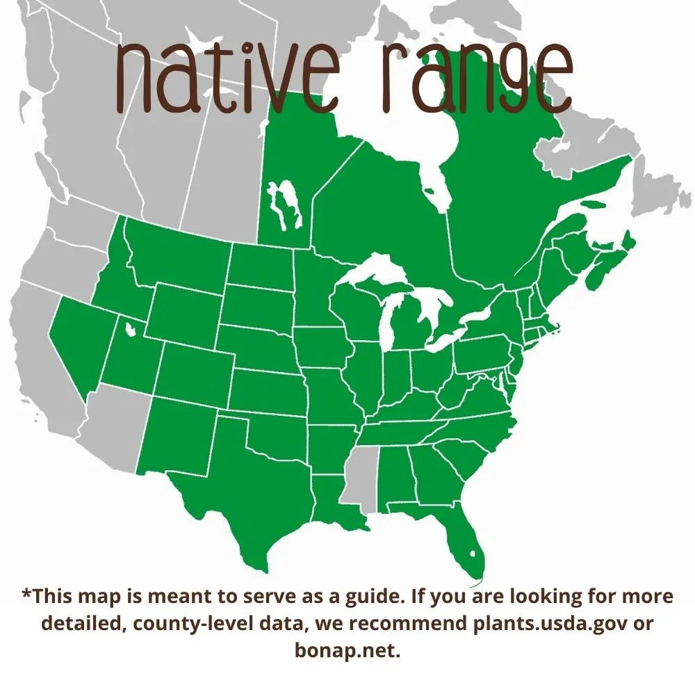 Swamp Milkweed Range map