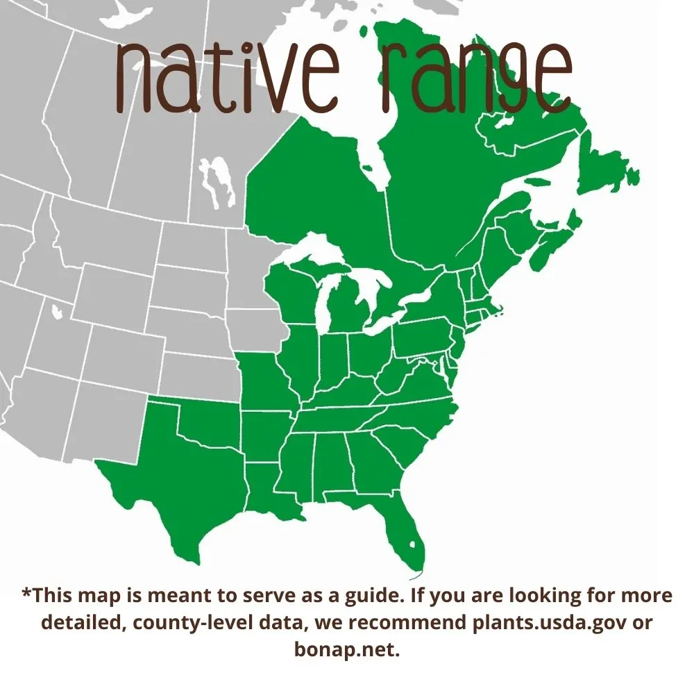 Wrinkleleaf Goldenrod Range map