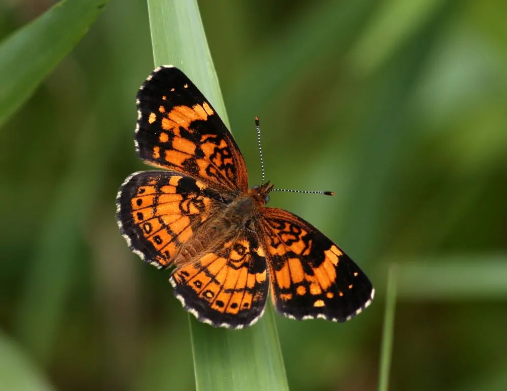 Image of aster - pearl crescent
