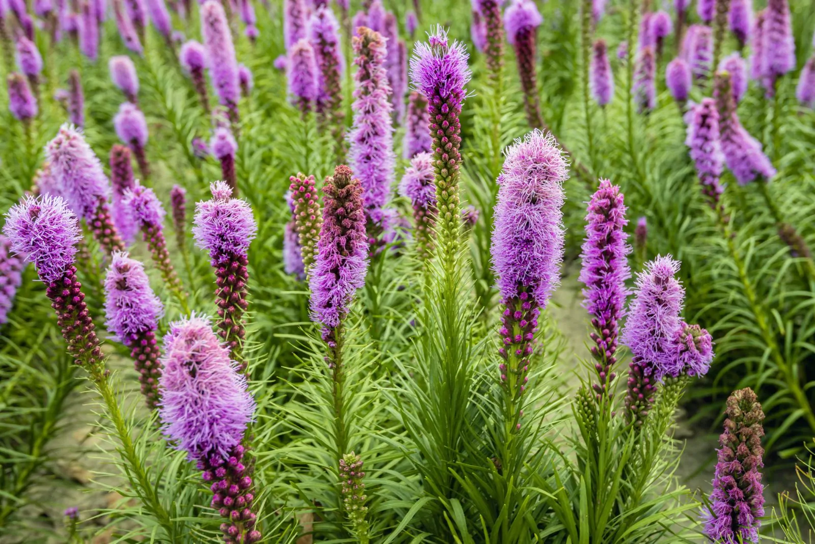Image of dreamstime