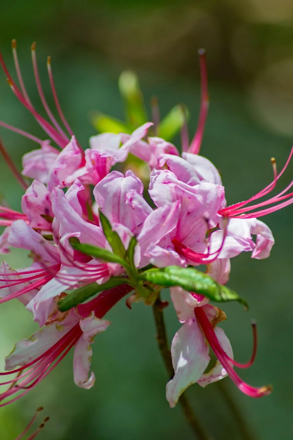 Image of pinxter azalea