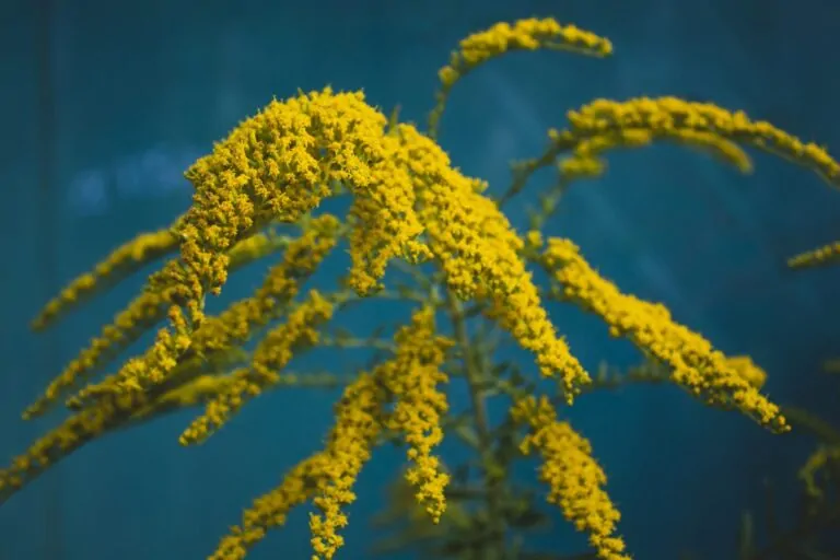 Image of wrinkeleaf goldenrod
