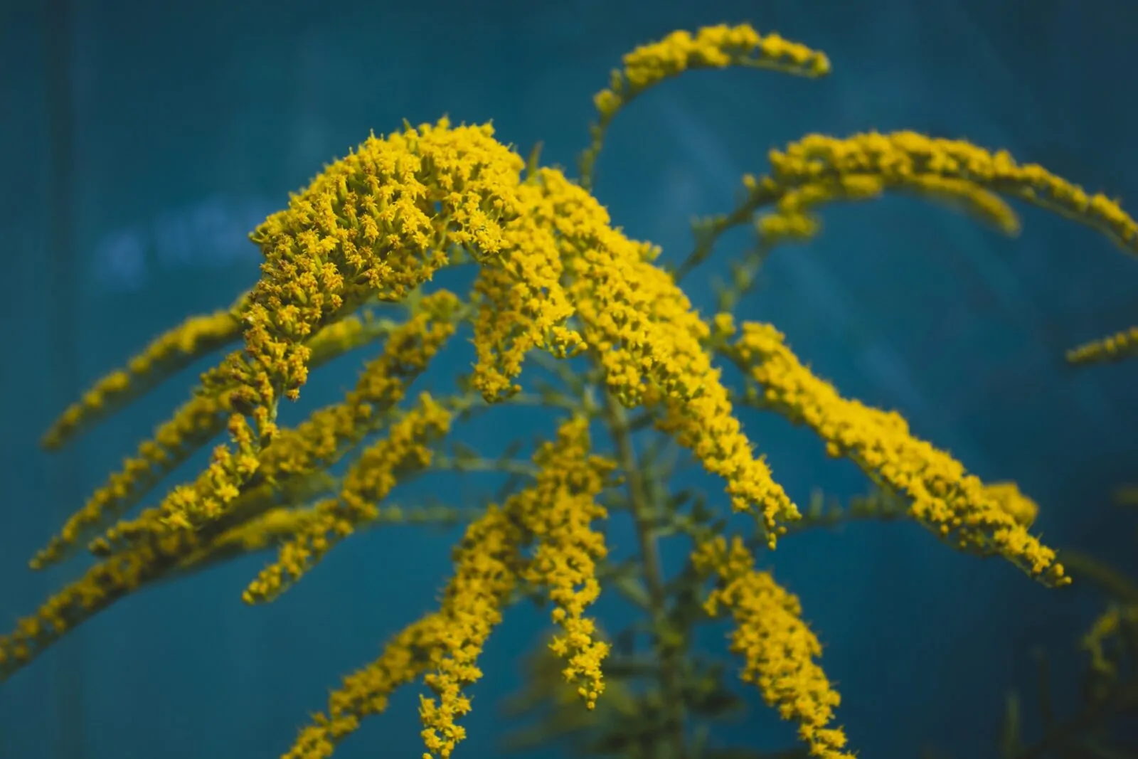 Image of wrinkeleaf goldenrod