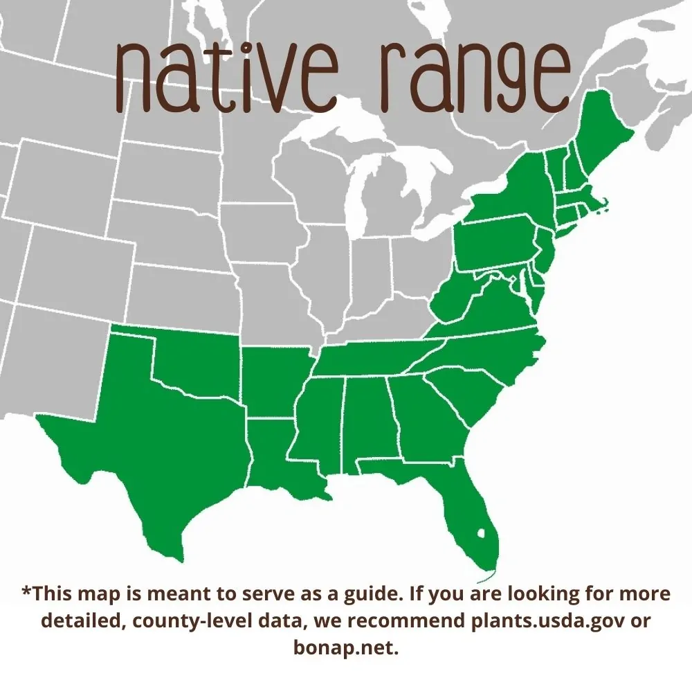 Swamp Azalea Range
