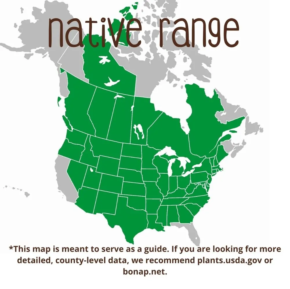 Wild Bergamot Range map