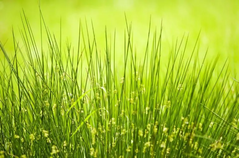 Image of juncus