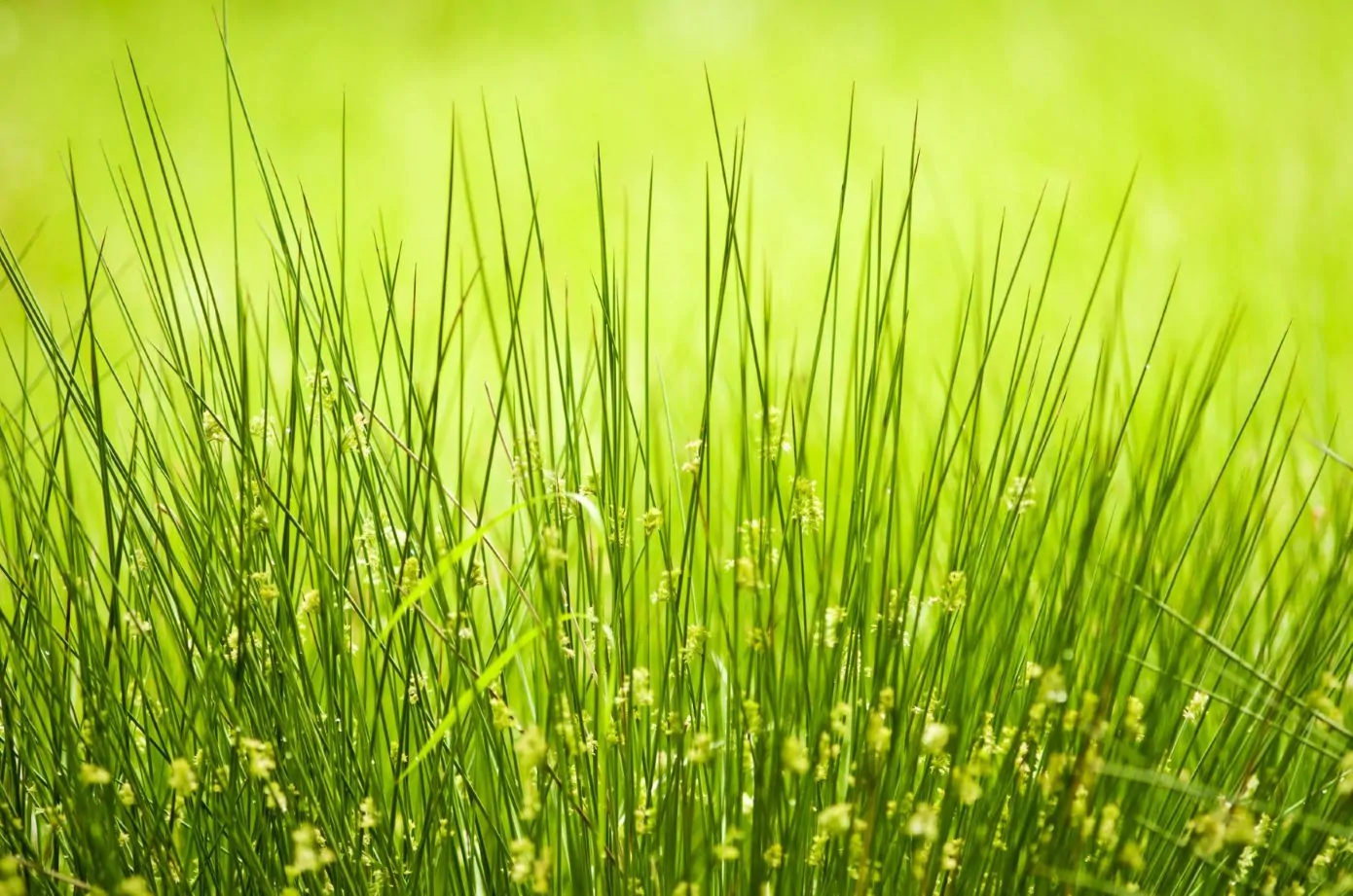 Image of juncus