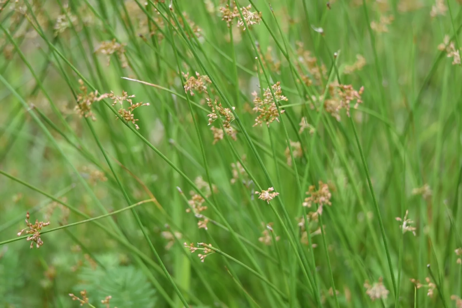 Image of juncus