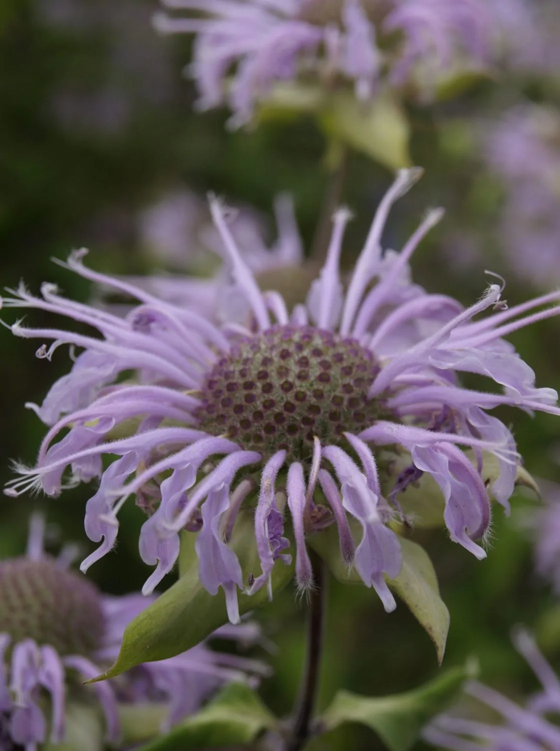 Image of monarda fist