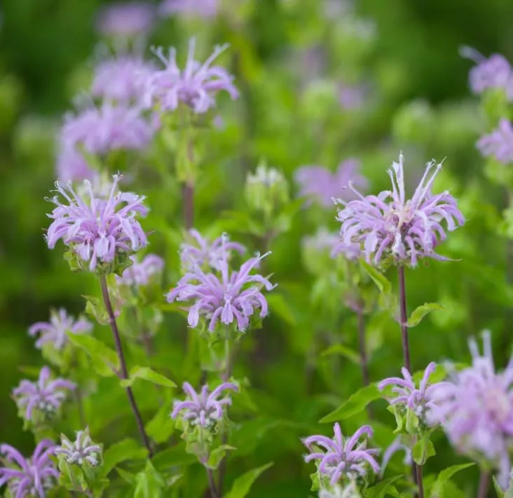 Image of monarda fist
