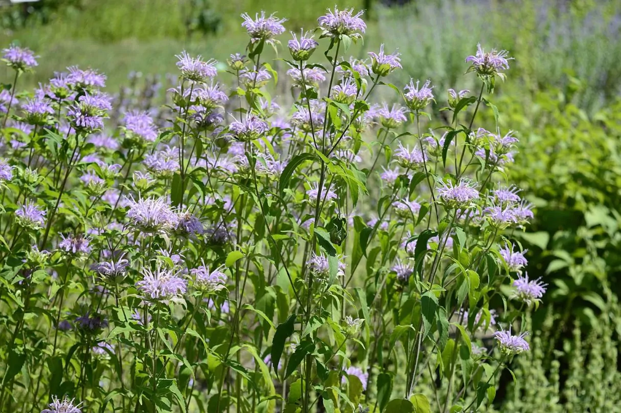 Image of monarda fist