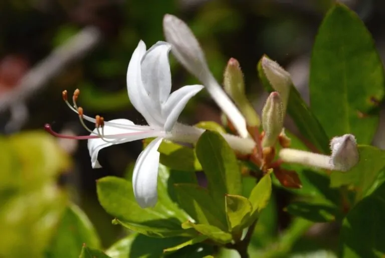 Image of rhodo viscosum